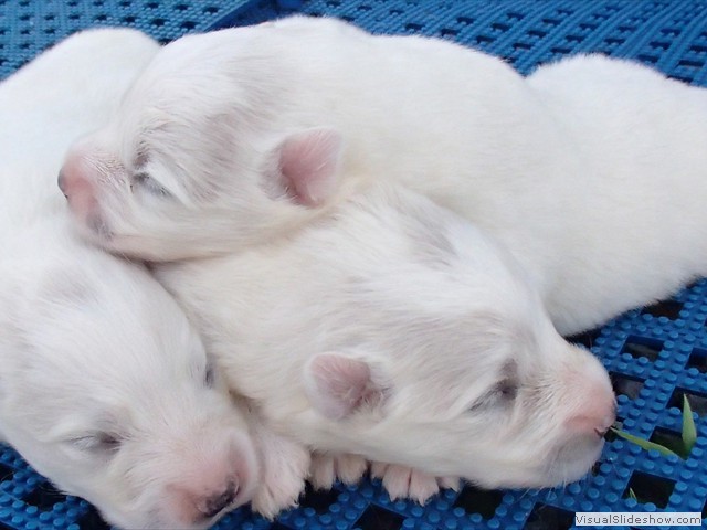 pups-4