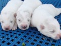pups-3