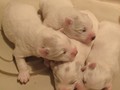 pups-5