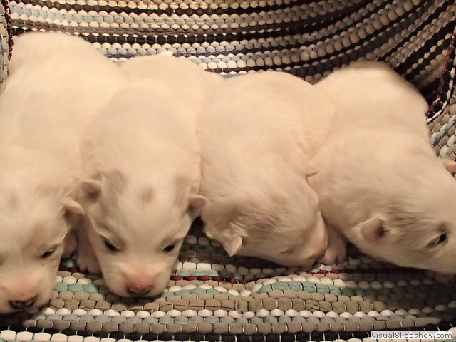 pups-2