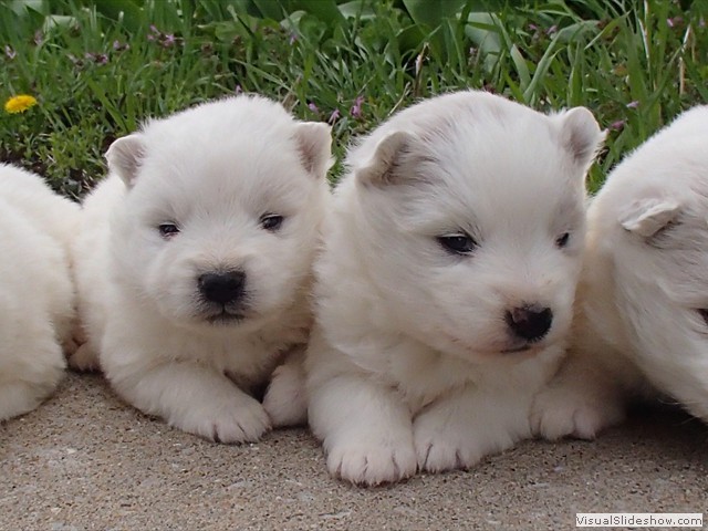 pups-2