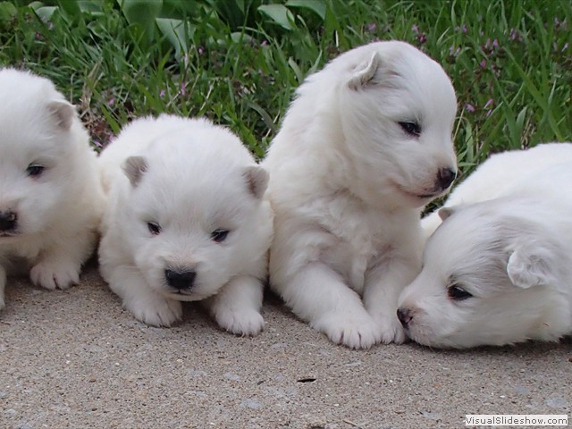 pups-3