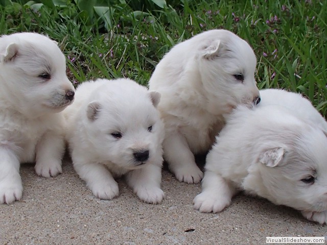 pups-4