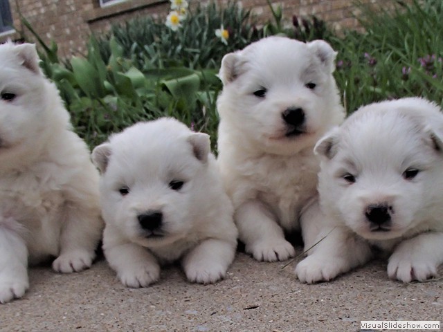 pups-5