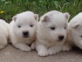 pups-2