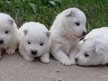 pups-3