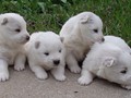 pups-4
