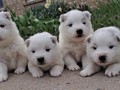 pups-5