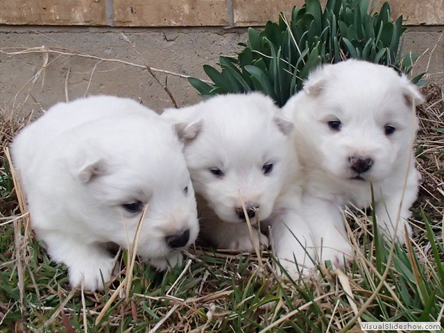 pups-2