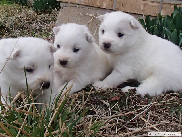 pups-4