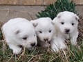 pups-2