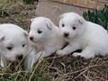 pups-3