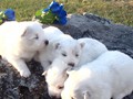pups-5