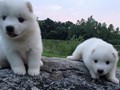 pups-3