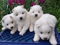 pups-1