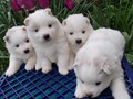 pups-2