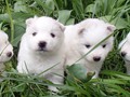 pups-4