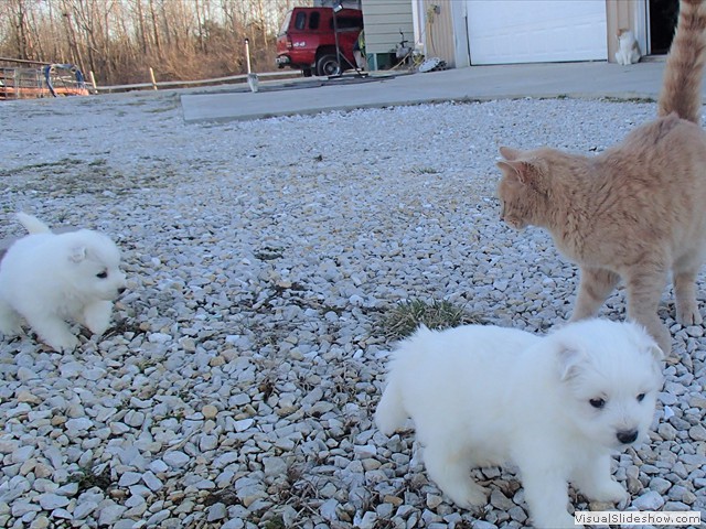 pups-5