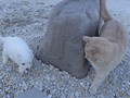 pups-6