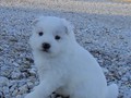 pups-7