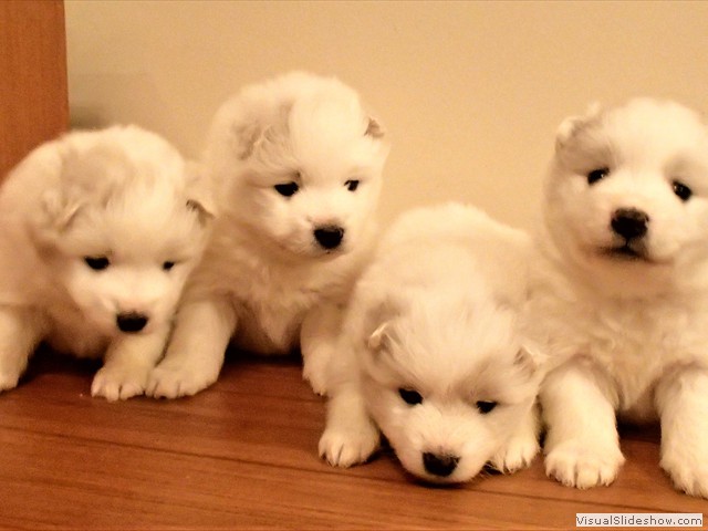 pups-1