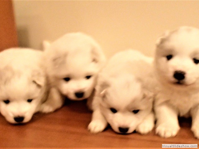 pups-2