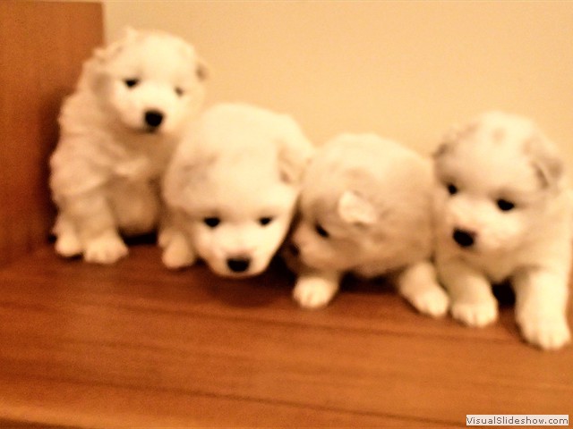 pups-3