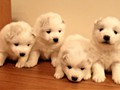 pups-1