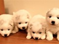pups-2