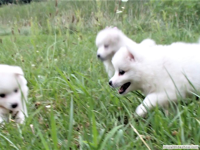 pups-1