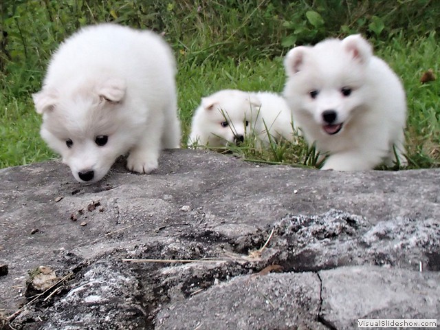 pups-2