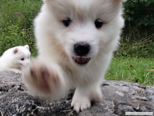 pups-3