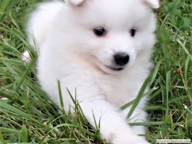pups-4