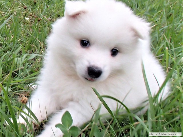 pups-5
