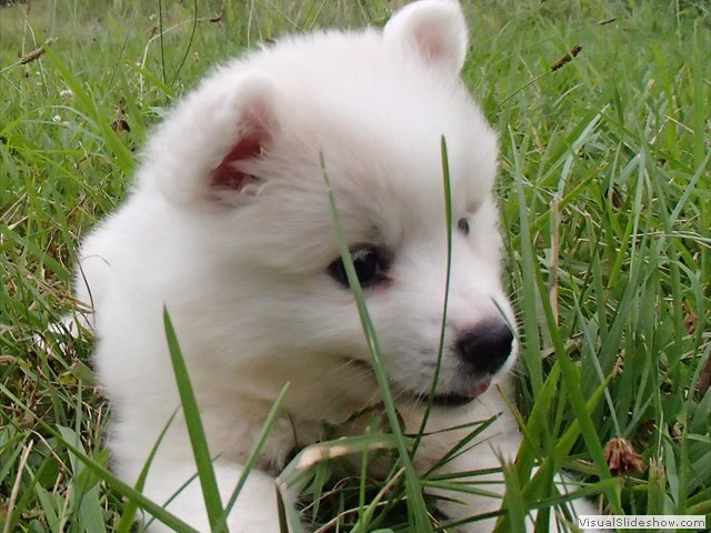 pups-6