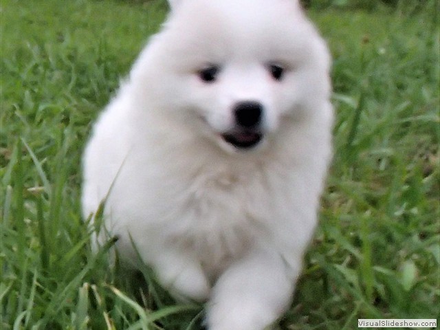 pups-7
