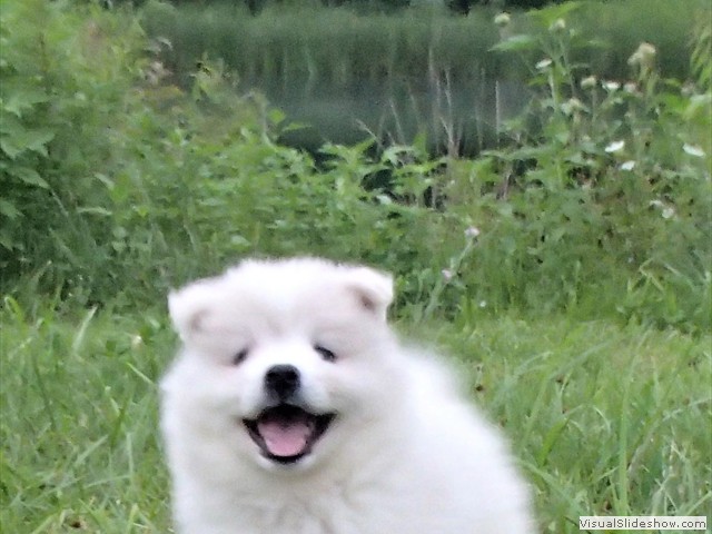 pups-8