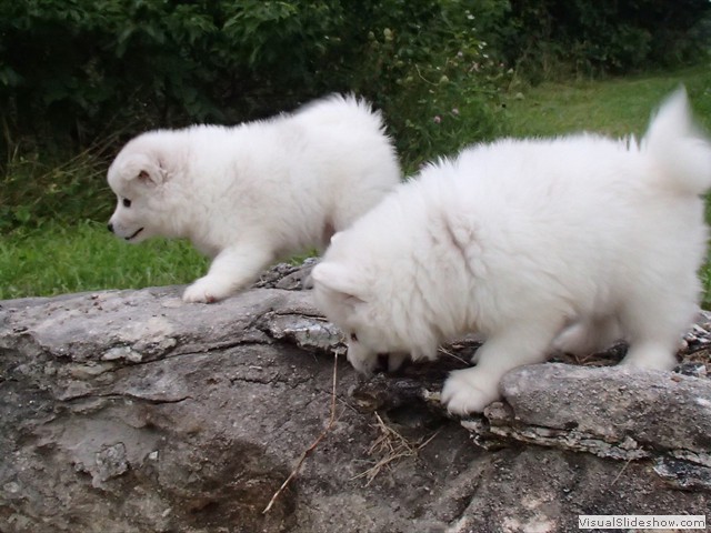 pups-9