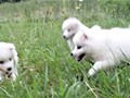 pups-1