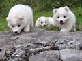 pups-2