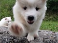 pups-3