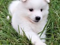 pups-4