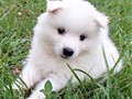 pups-5
