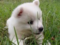 pups-6