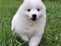 pups-7