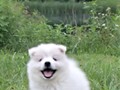 pups-8