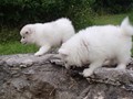 pups-9