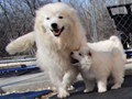 pups-10 and mom