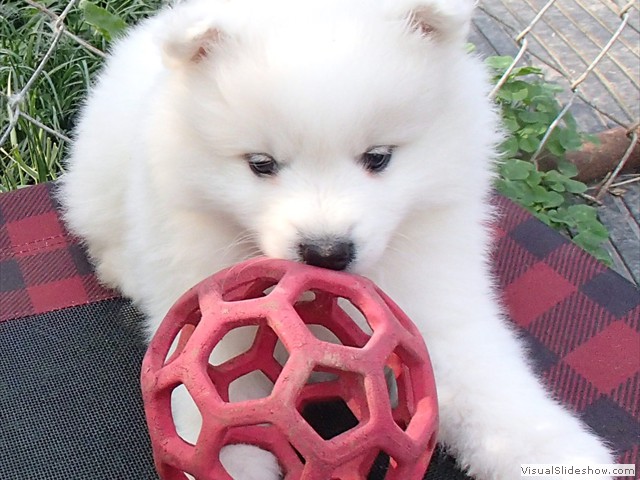 pups-1