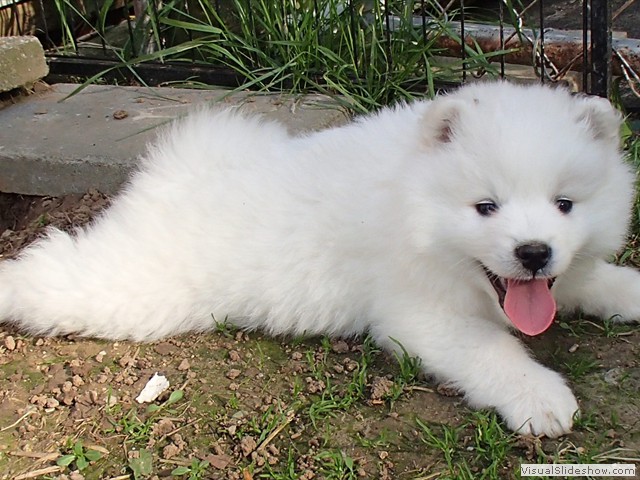 pups-10